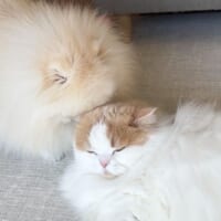 日常的に行われている猫吸い