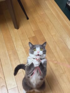 「えっ、獲れた！？」猫じゃらしをキャッチした瞬間の驚愕の表情