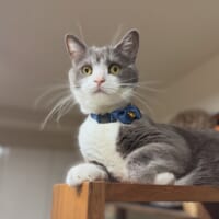 普段から表情豊かなしらたまくん