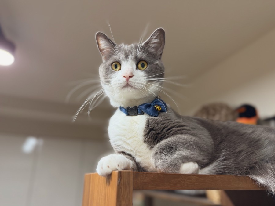 普段から表情豊かなしらたまくん