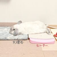 冷え冷えとポカポカを器用に使いこなす　絶妙バランスでくつろぐうさぎさん