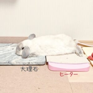 冷え冷えとポカポカを器用に使いこなす　絶妙バランスでくつろぐうさぎさん