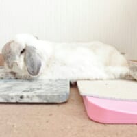 このハイブリッドスタイルがすっかりお気に入りに