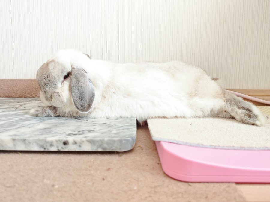 このハイブリッドスタイルがすっかりお気に入りに