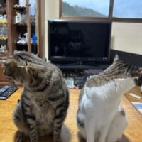 カメラを向けたら同時に「プイッ」 息ぴったりにそっぽを向く2匹の猫ちゃん