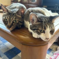 なぎくんとよもぎちゃん