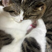 2匹は普段から仲良し