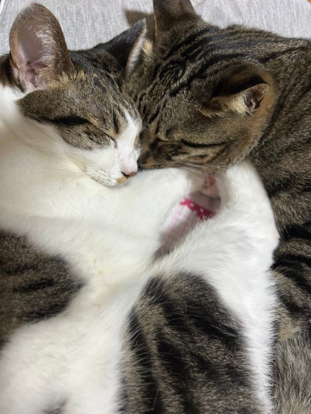 2匹は普段から仲良し