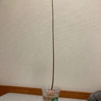 「思ってたのと違う」アボカドの種を放置してたらまさかの“極細”に成長