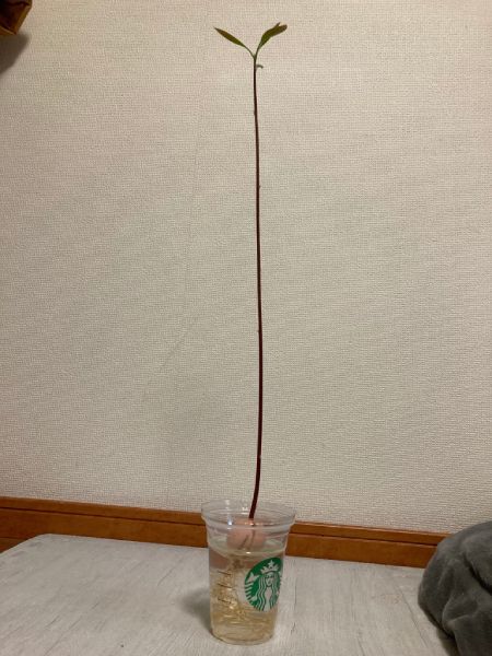 「思ってたのと違う」アボカドの種を放置してたらまさかの“極細”に成長