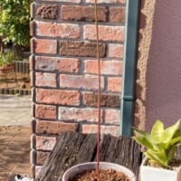 後日早速鉢に移し替えたようす