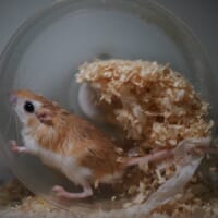 チャーハン炒めてる？床材満載の回し車で全力疾走するネズミくんが話題