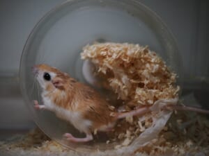 チャーハン炒めてる？床材満載の回し車で全力疾走するネズミくんが話題