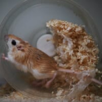 チャーハンを煽っているかのよう