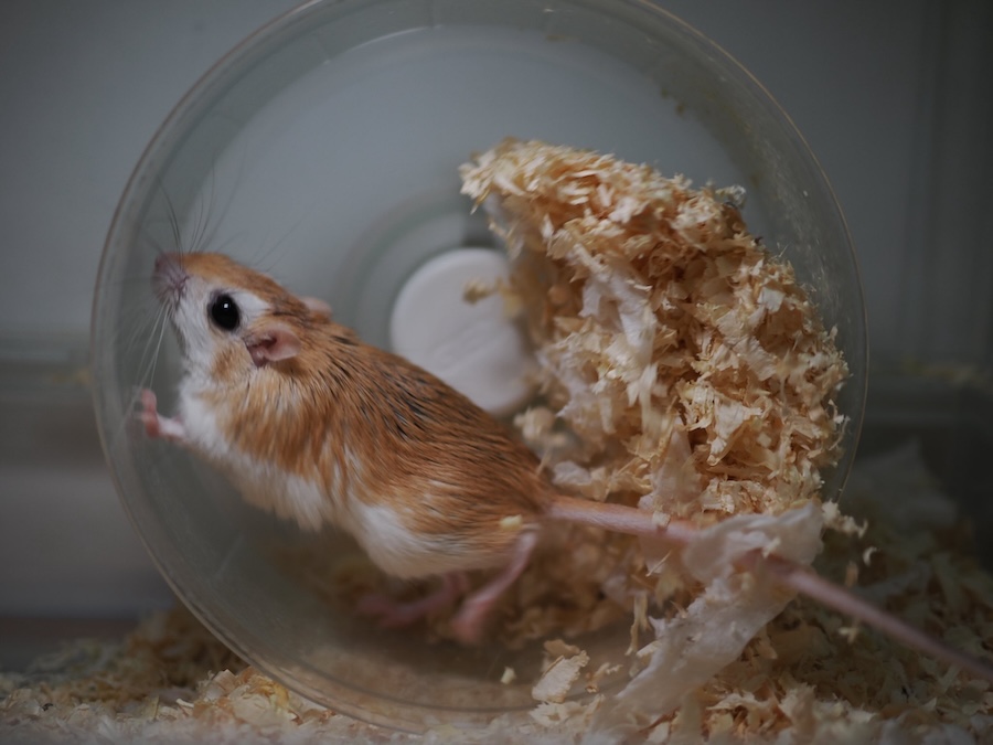 チャーハンを煽っているかのよう