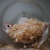 基本的には1回限りの大技