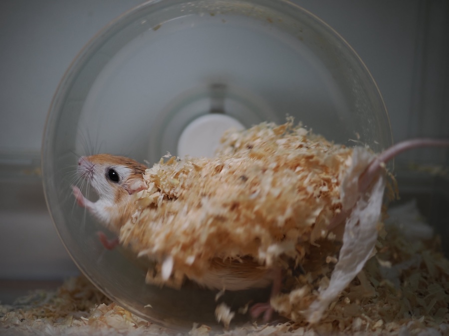 基本的には1回限りの大技