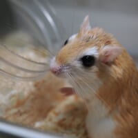 夜行性なバルくん