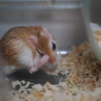 回し車を回すのはアイニスさんが寝ている間