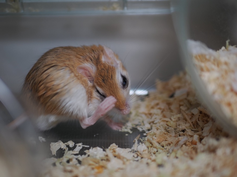 回し車を回すのはアイニスさんが寝ている間