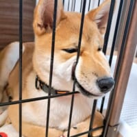 変顔を披露する柴犬きなこくん