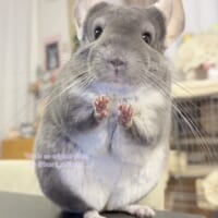 「あったかくな〜れっ」カメラへ“魔法“をかけるチンチラに癒やされる