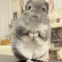 手を下ろすいくらちゃん