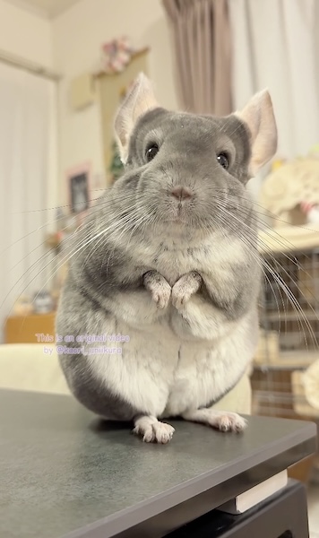 手を下ろすいくらちゃん