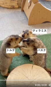 マーモットのケンカごっこ動画が話題 仲裁に入った1匹がまさかの被害者に