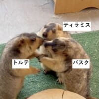 マーモットのケンカごっこ動画が話題 仲裁に入った1匹がまさかの被害者に