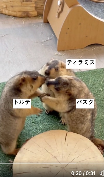 マーモットのケンカごっこ動画が話題　仲裁に入った1匹がまさかの被害者に