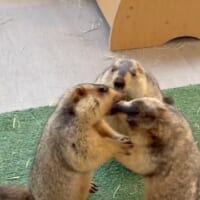 仲裁に入るティラミスくん