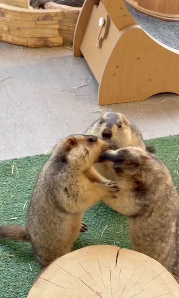 仲裁に入るティラミスくん