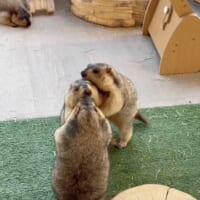 巻き込まれるティラミスくん