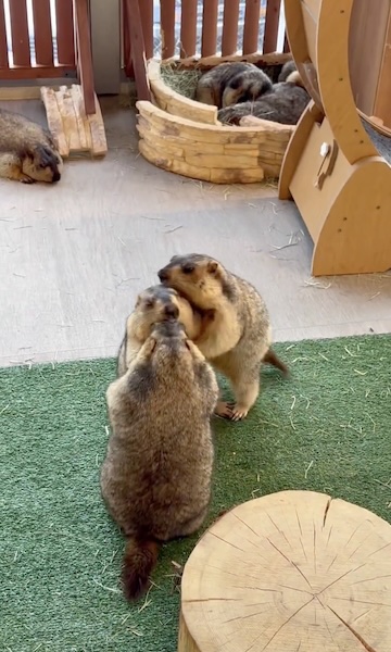 巻き込まれるティラミスくん