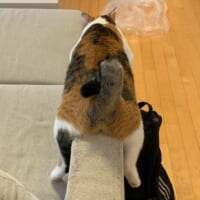 「あんた、本当に猫なのかい!?」 ソファの肘掛けで完全なる脱力を見せる猫