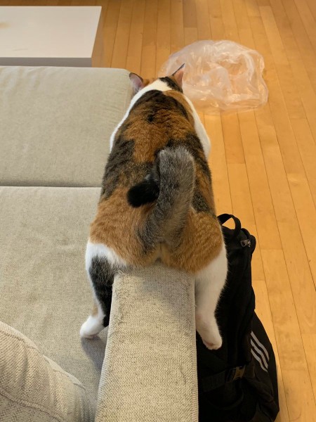 「あんた、本当に猫なのかい!?」 ソファの肘掛けで完全なる脱力を見せる猫