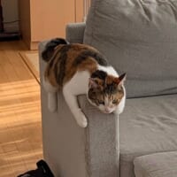 寒くなってくると見られなくなるという、まさに季節限定の光景