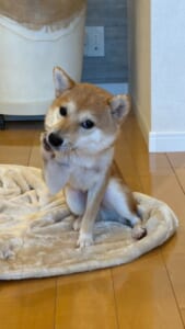 頬に手を添えて媚びてくる柴犬 あざとかわいさに飼い主も完敗