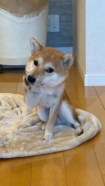 頬に手を添えて媚びてくる柴犬 あざとかわいさに飼い主も完敗