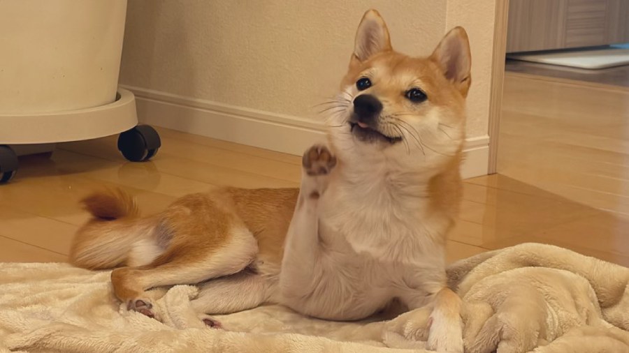 前足をチョイチョイとするクセを持つもにくん