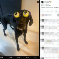 メガネが似合いすぎている