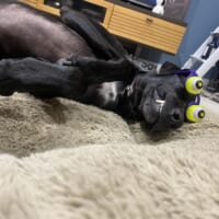 寝ているときのSOLくん