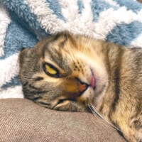 「嘘みたいだろ……」白目&舌出しで爆睡する猫ちゃんの顔芸が衝撃的すぎる