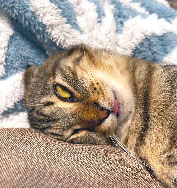 「嘘みたいだろ……」白目&舌出しで爆睡する猫ちゃんの顔芸が衝撃的すぎる