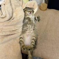 普段から舌を出したまま寝ることはあるというポテくん