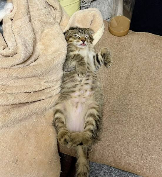 普段から舌を出したまま寝ることはあるというポテくん