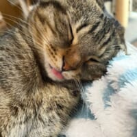 次はどんな伝説級の寝顔を披露してくれるのでしょうか