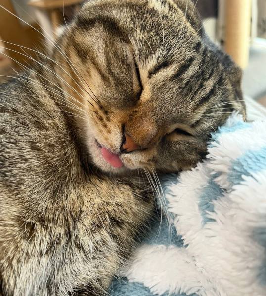 次はどんな伝説級の寝顔を披露してくれるのでしょうか