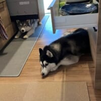 ハスキーあるある？食洗機や食器棚を屋根にくつろぐ姿がかわいすぎる